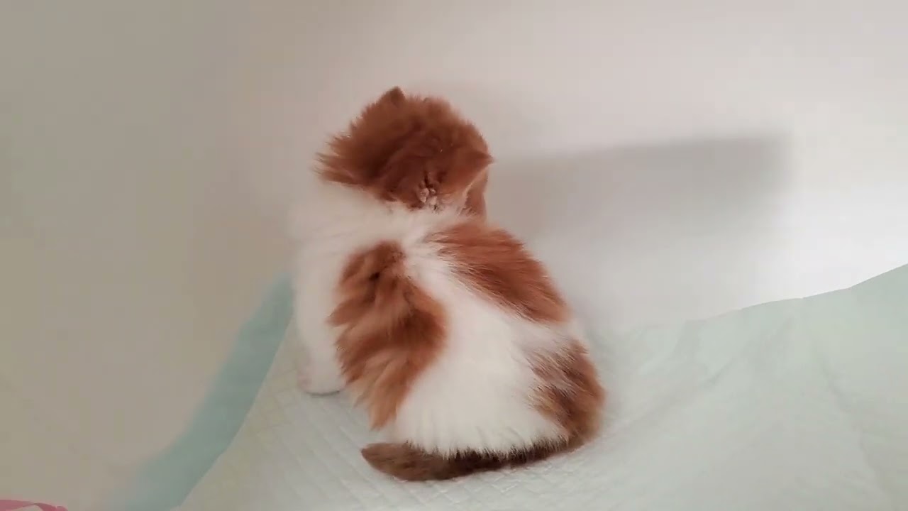 12月25日生まれのミヌエット（男のコ）