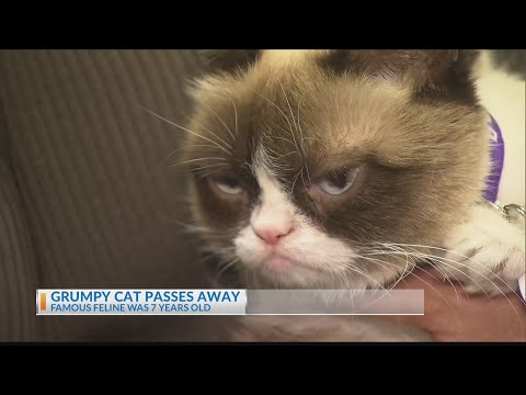 grumpy-cat,-internet-meme-queen,-passes-away