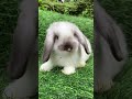 Best Bunny Compilation Ever //Subscribe for More Cute Rabbits 🐰💖