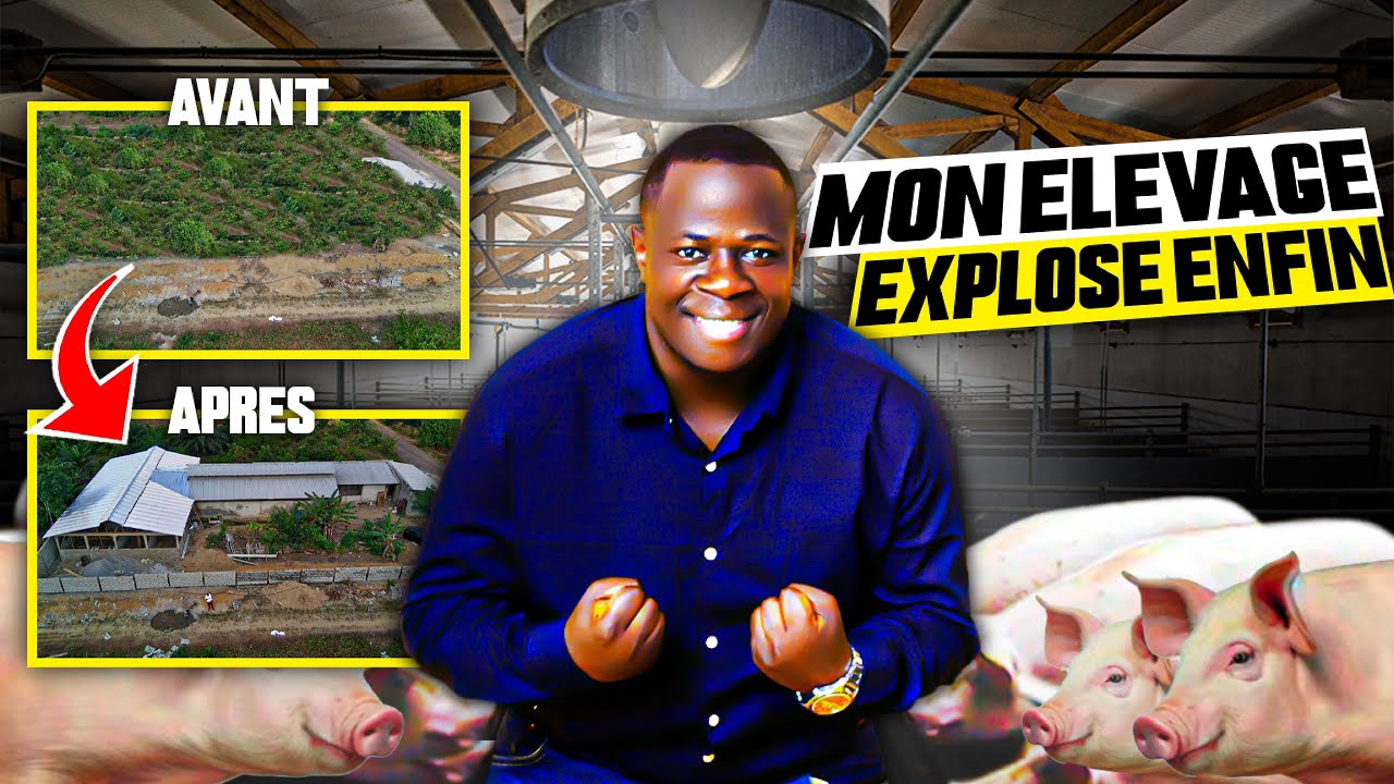 Du rêve à la réalité : Le parcours fou de la création de ma ferme porcine au Cameroun