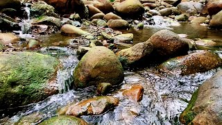 Babbling Brook in the Mountains and Birds Sound, Nature Sounds that Pleases the Soul