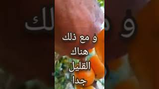 فاكهة الكامبوك