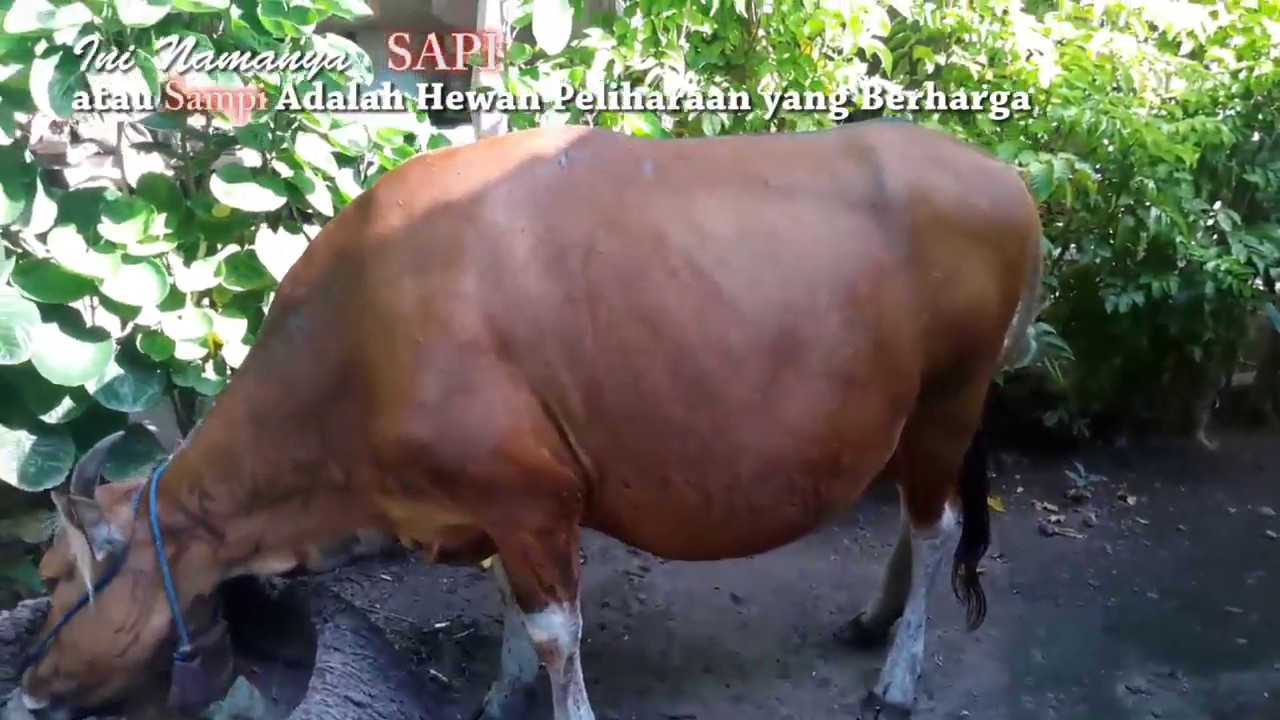 Tumpek Kandang dan Ini Sapi Adalah  Hewan  Peliharaan  yang 