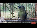 Pikat Burung Sirtu Gacor Ampuh Pancing Sirtu Bahan Langsung Respon Mp3 - Mp4 Download