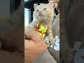 Kitten gets tiny hard hat after rescue from excavator