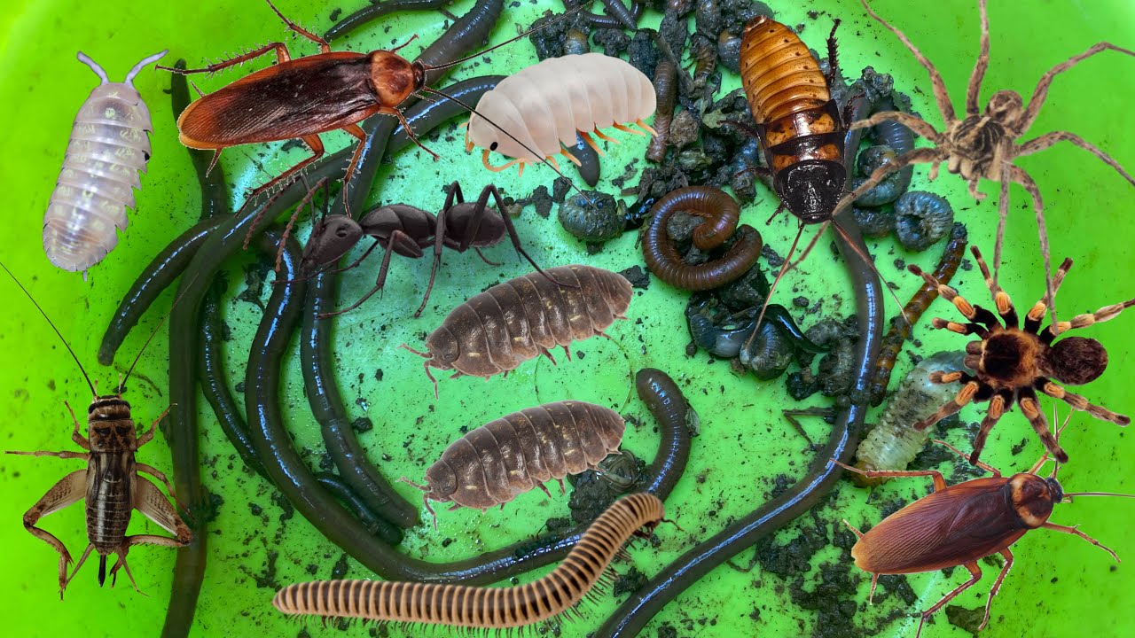 WOO OMG Catching Insects,Earth Worms,Cockroaches,Coconut worms,Leeches ...