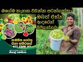 Home gardening, Home gardening, Organic gardening, Organic ,ගෙවතු වගාව ,gewathu wagawa ,kabanika