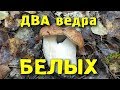 Два ведра БЕЛЫХ грибов! Не ожидал их столько! Two baskets of mushrooms!  Boletus Edulis