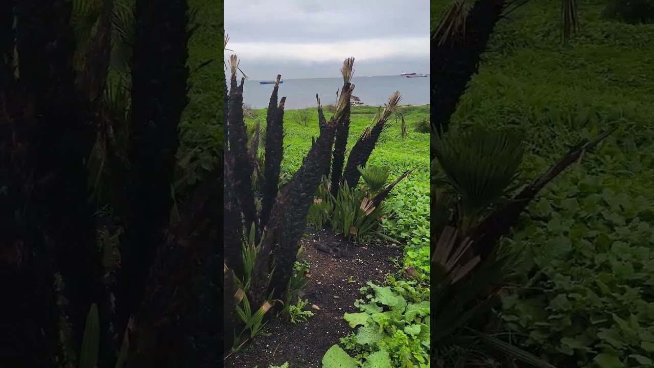 EL PALMITO, CURIOSIDADES y FORMAS