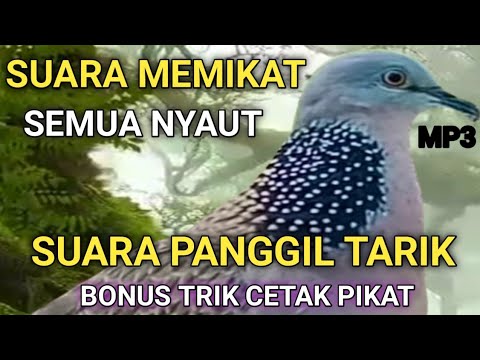 SUARA PANGGIL PANCINGAN TEKUKUR GACOR LOKAL ALAM SEMUA TARIK NYAUT