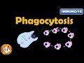 Phagocytosis (FL-Immuno/10)