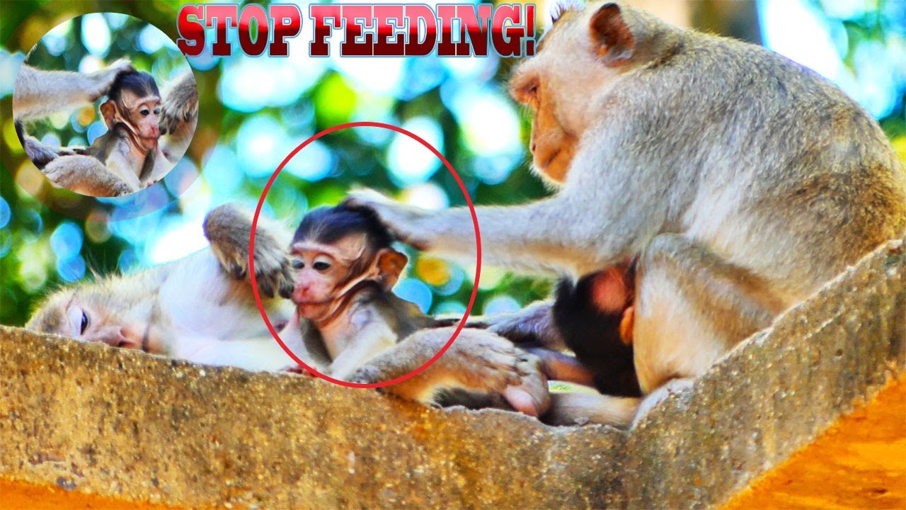 MONKEY WIKI PUSH HEAD BABY TO STOP  FEEDING HIS MUM, COZ SHE JEALOUSE