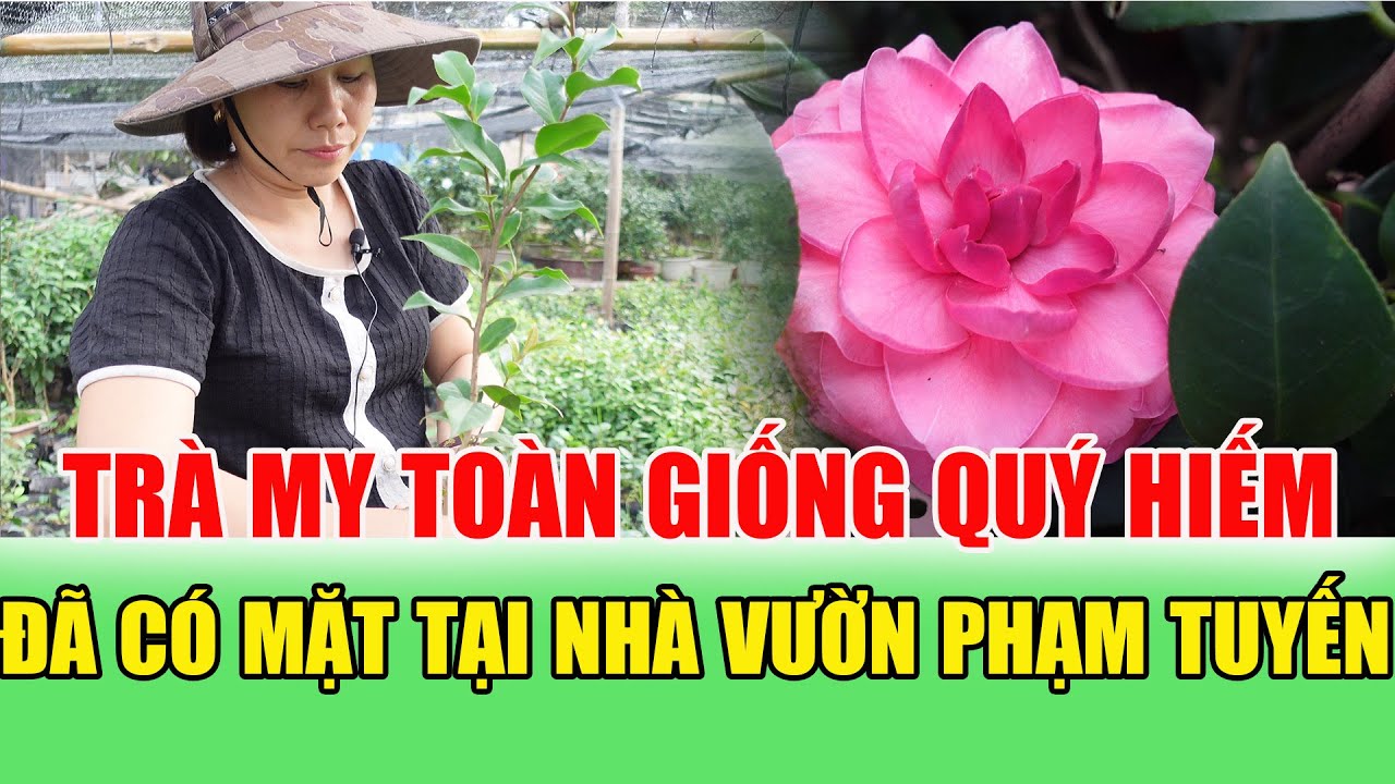 Trà My Giống Cực Hiếm Có Mặt Nhà Vườn Phạm Tuyến 094 5425082