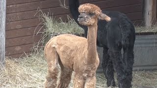 "Llama Llama Read-O-Rama" Event Provides Sponsors For The Imagination Library Program