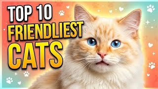 Top 10 Friendliest Cat Breeds 😺✨ Cats That Love Humans the Most!
