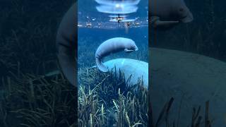 Are manatee babies the cutest babies??!? 🥹🥹🥹