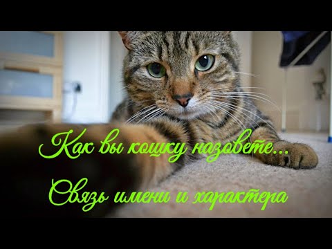 Скачать песню характер кошки