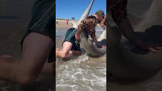 ‼️Releasing a hammerhead‼️ #fishing #shark #sharkfishing #beach #fish