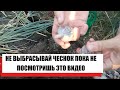 НЕ ВЫБРАСЫВАЙ СТАРЫЙ ЧЕСНОК ПОКА НЕ ПОСМОТРИШЬ ВИДЕО!!!