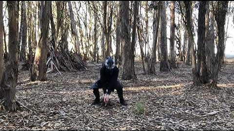 “Operatic” trailer