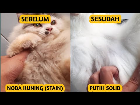 Video: Cara Membersihkan Cat Urin Dari Kulit