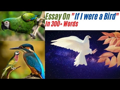 an essay on if i were a bird