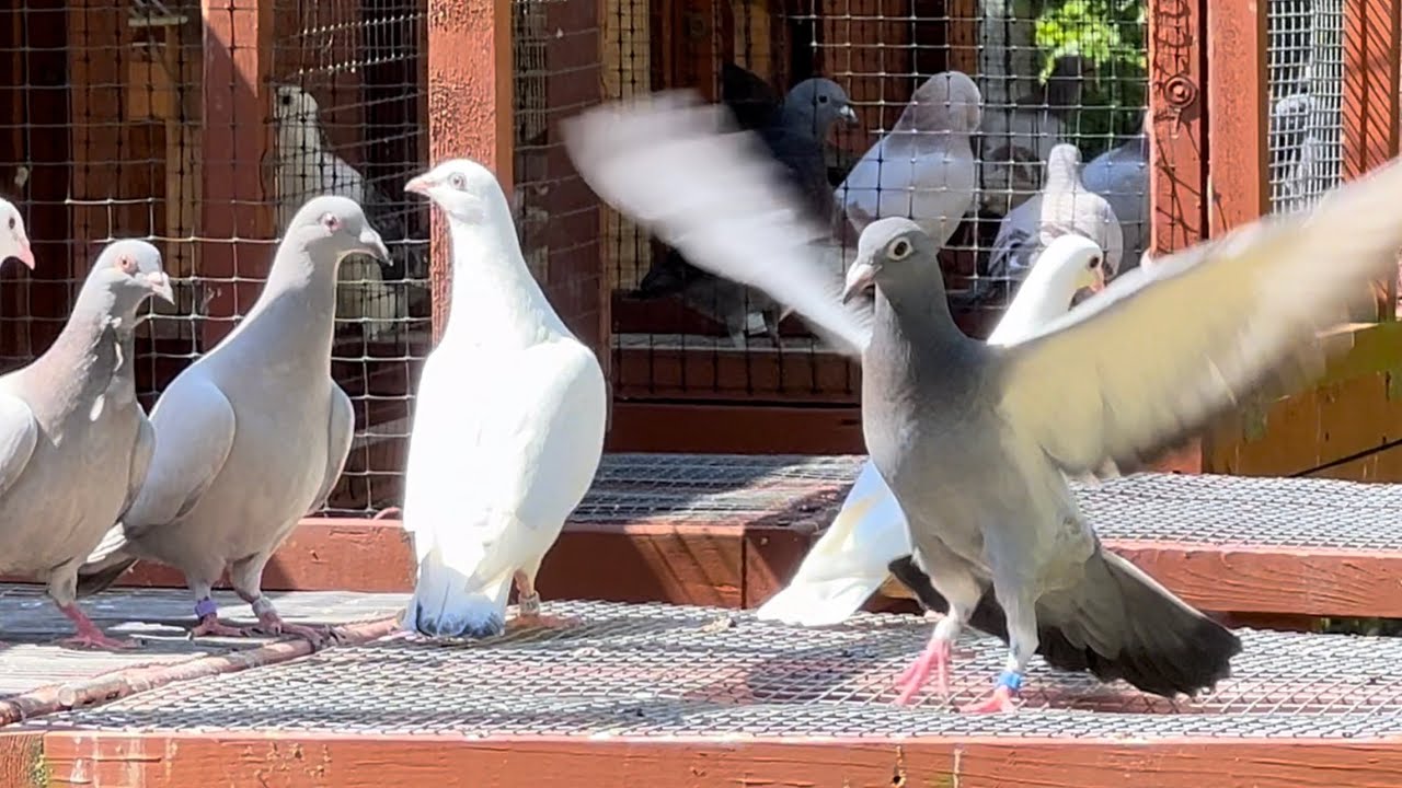 Racing pigeons training experiment! 🤞 YouTube