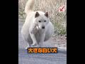 犬は人間の親友でしょうか？ #animals #動物 #動物プロダクション #自然
