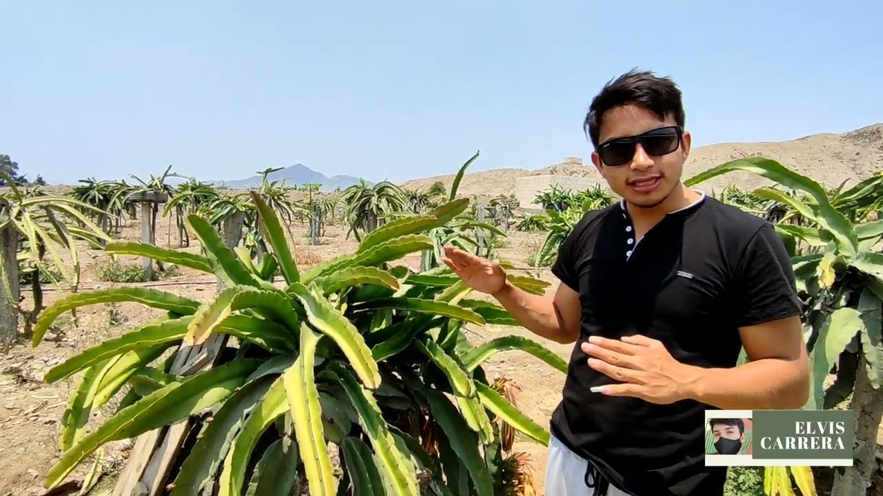 PITAHAYA Roja Hibrida Costaricensis🐉👉Variedad muy prometedora de exportación🏜️