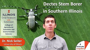 Dectes Stem Borer in Southern Illinois