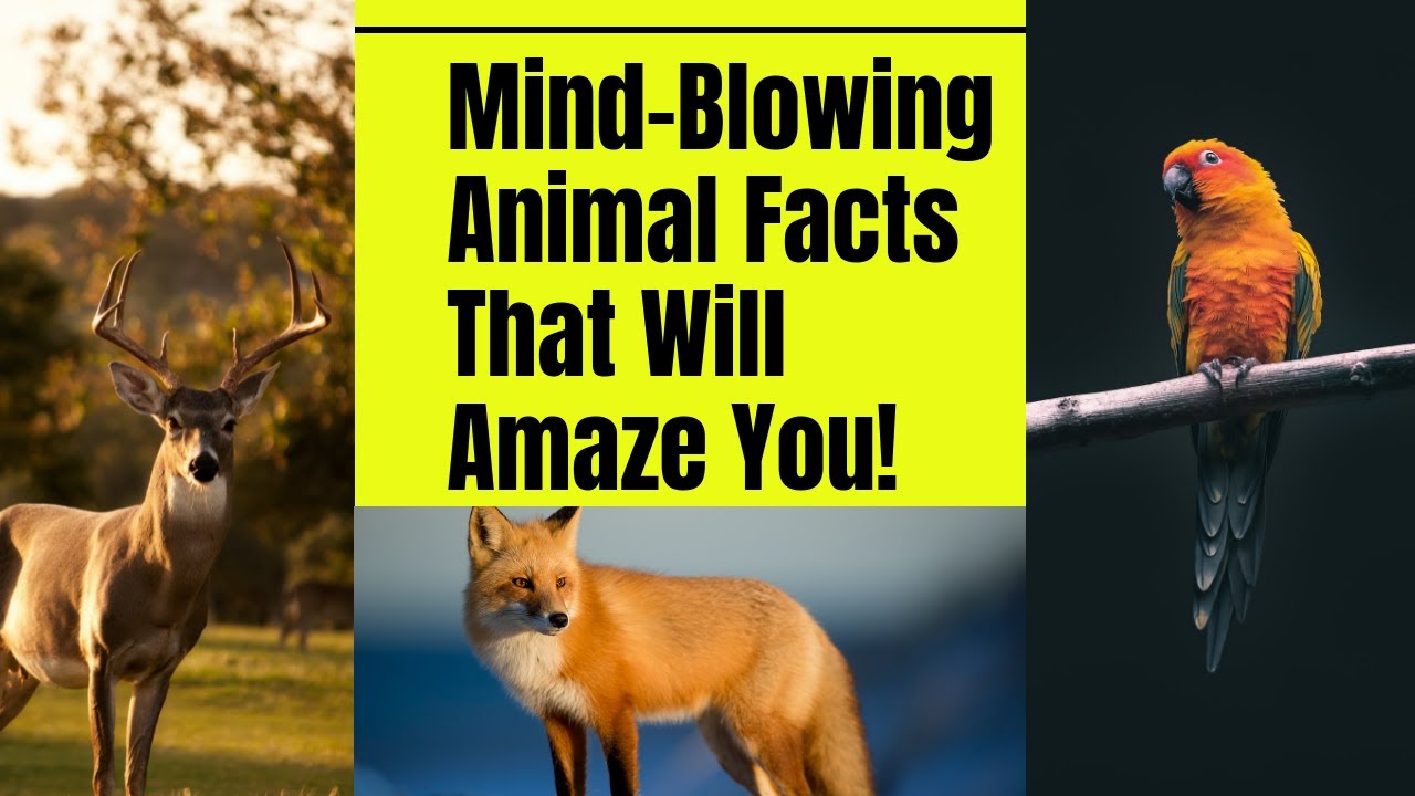 25 ANIMAL FACTS | DYK RECAP | PART 1 | #animals #facts #animalfacts ...