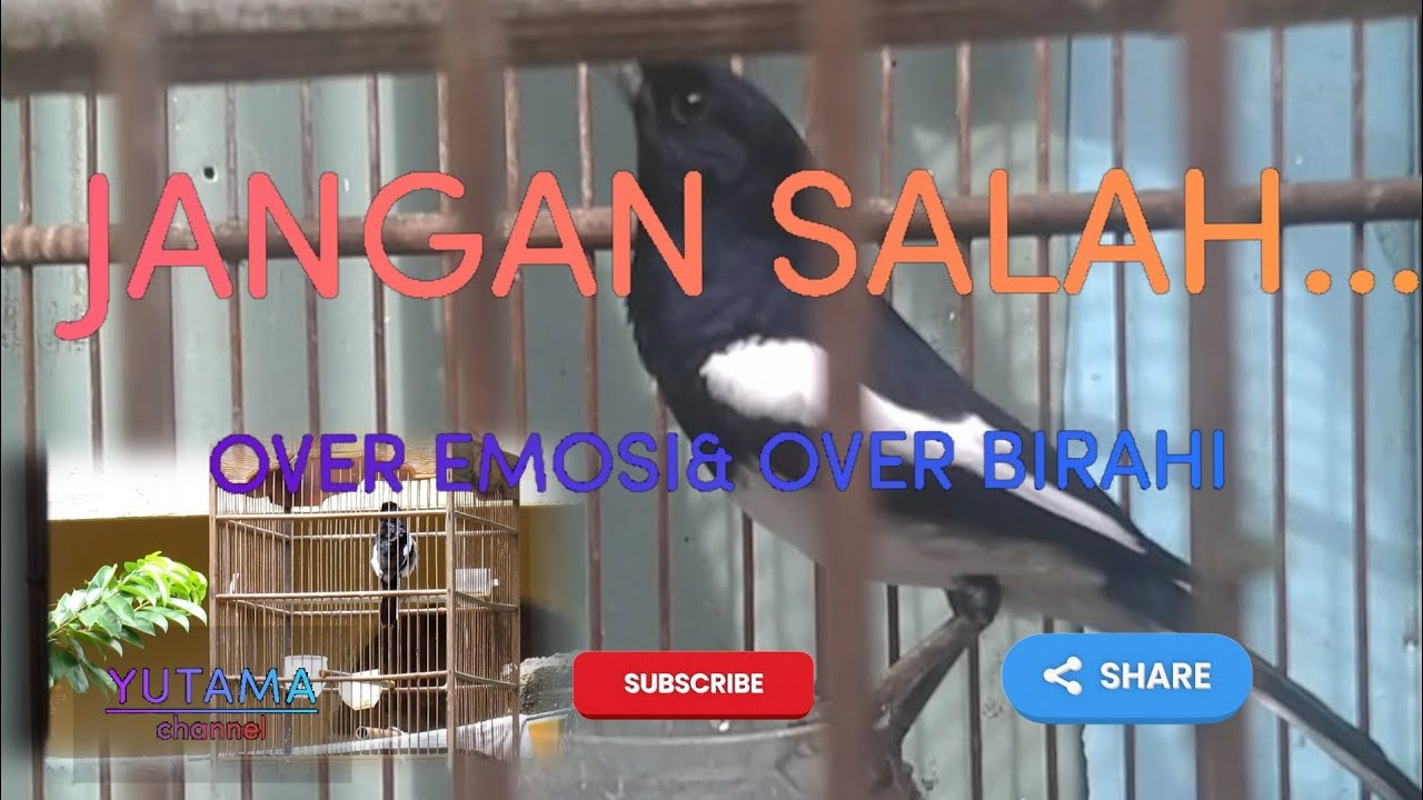 Ciri-Ciri Kacer Kurang Birahi: Membedah Fakta dan Solusi