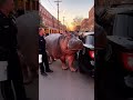 Policías vs. Hipopótamo Despistado - SebasBayer IA Content