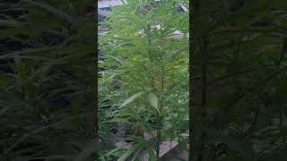 Outdoor Cannabis grow update mid flower.