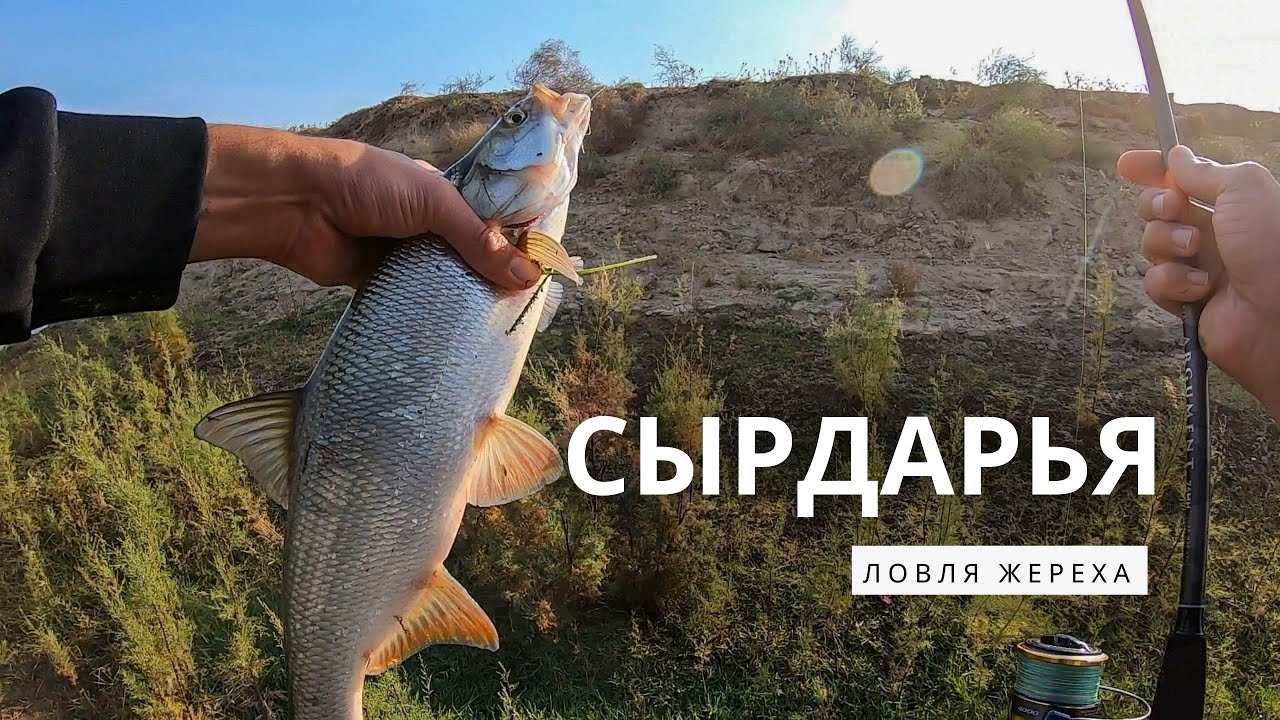 Сырдарья ловля Жереха на спиннинг в Узбекистане!