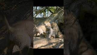 The Adventures Of The Coyote Pups They Are Like Cute Little Pups wildlife shorts animals
