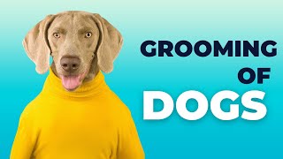 how to groom a German shepherd| grooming tips| training| brushing|bathing|nail triming