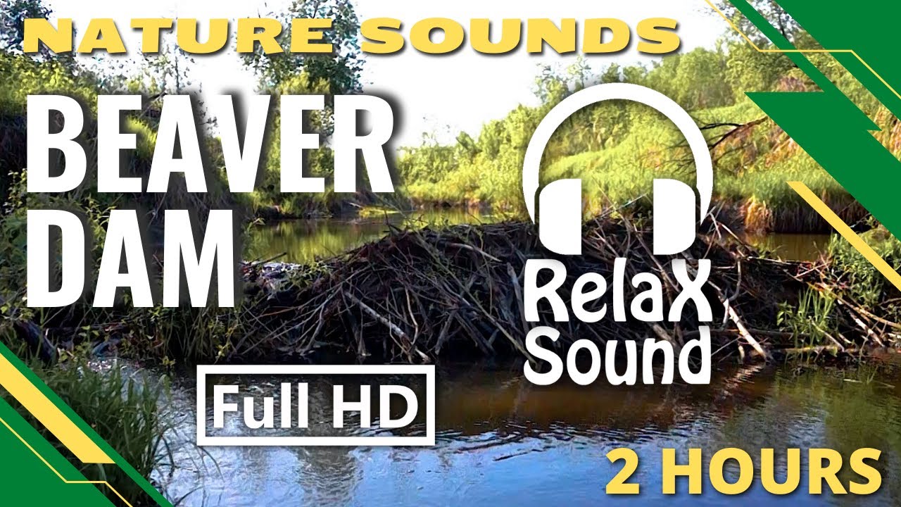 Beaver Dam : Relaxing Nature Sounds : Birds Singing on the riverbank and Water Sounds : 2 Hours