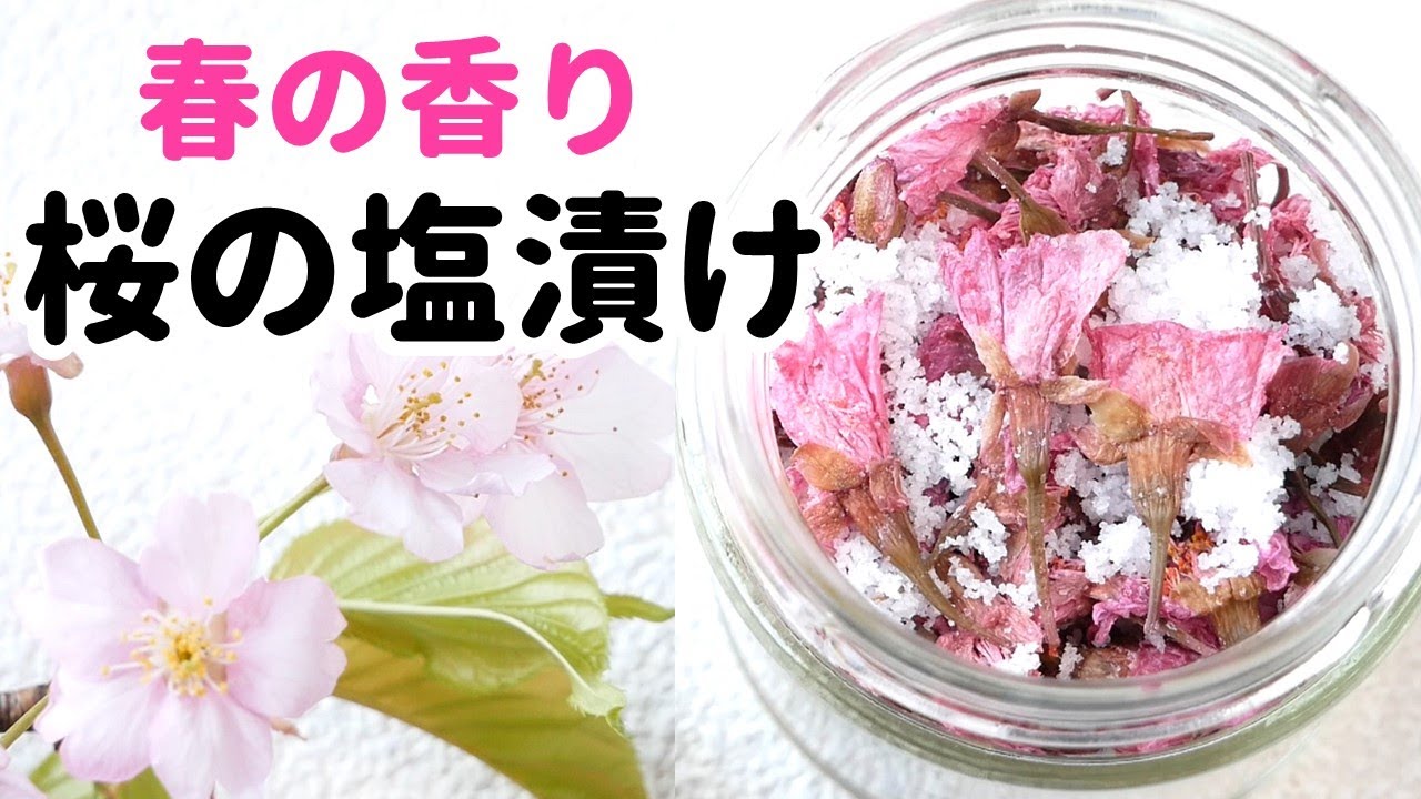簡単 桜の塩漬け 桜の香りでリラックス 薬膳 How To make Salted Cherry Blossoms Youtube 簡単 桜の塩漬け 桜の香りでリラックス 薬膳 How To make Salted Cherry Blossoms Youtube