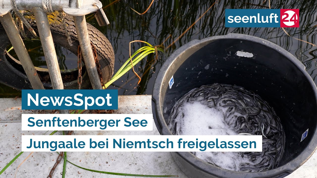 NewsSpot: Jungaale bei Niemtsch freigelassen