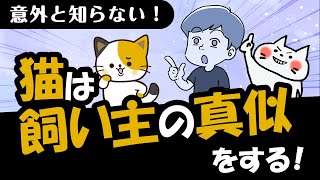 猫はなぜ飼い主の真似をするのかその理由と真似する仕草を解説