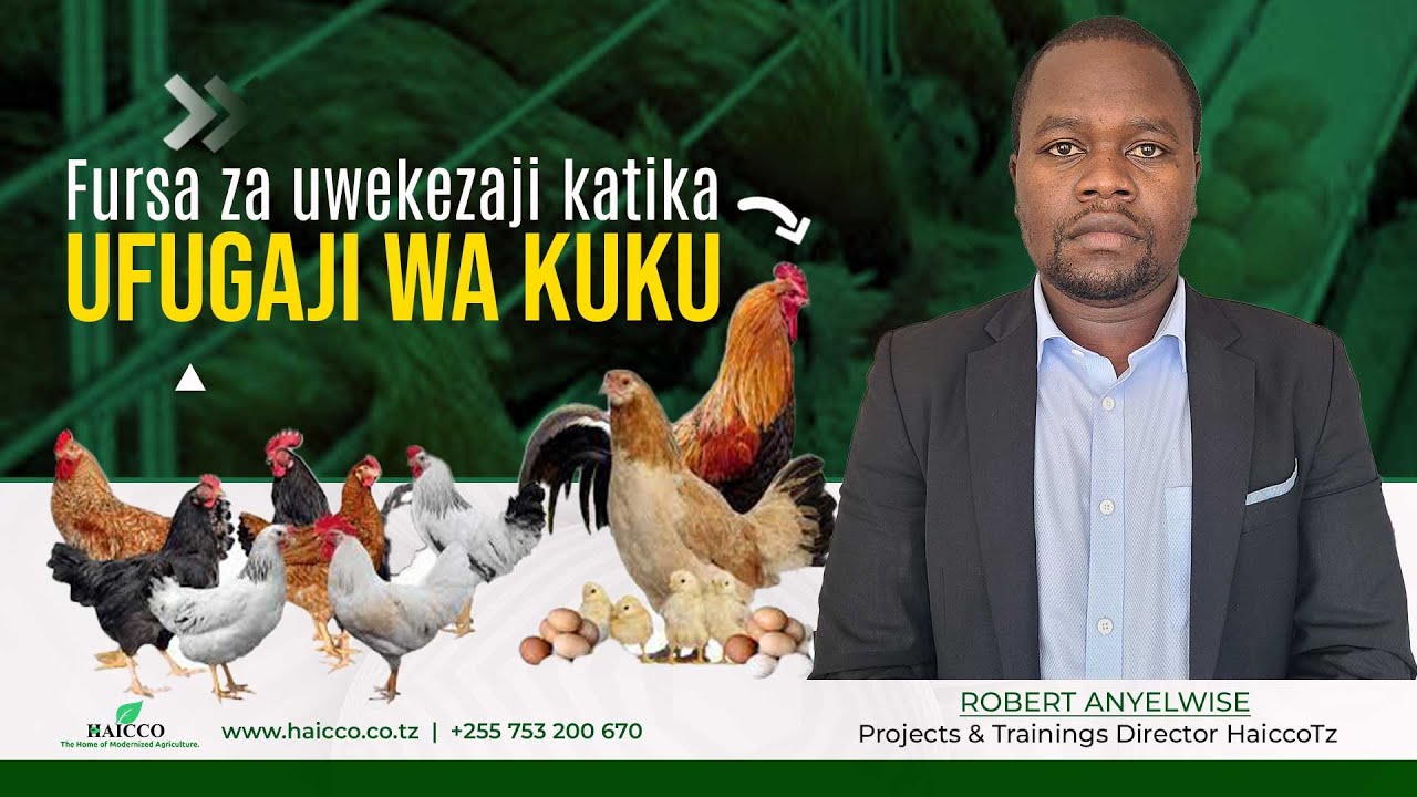 FURSA ZA UWEKEZAJI KATIKA UFUGAJI WA KUKU | ROBERT ANYELWISE