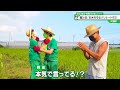 猫のひたいほどワイド #1117 潜入リポート・小林希大「僕たちの猫ひ田!お米を守るバリケード作り!」(大磯町)