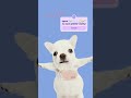 🫧🧼🐶i Am PiBbLe🐶🛁🫰🏻#fypシ #pibble #washmybelly #viral #fyp