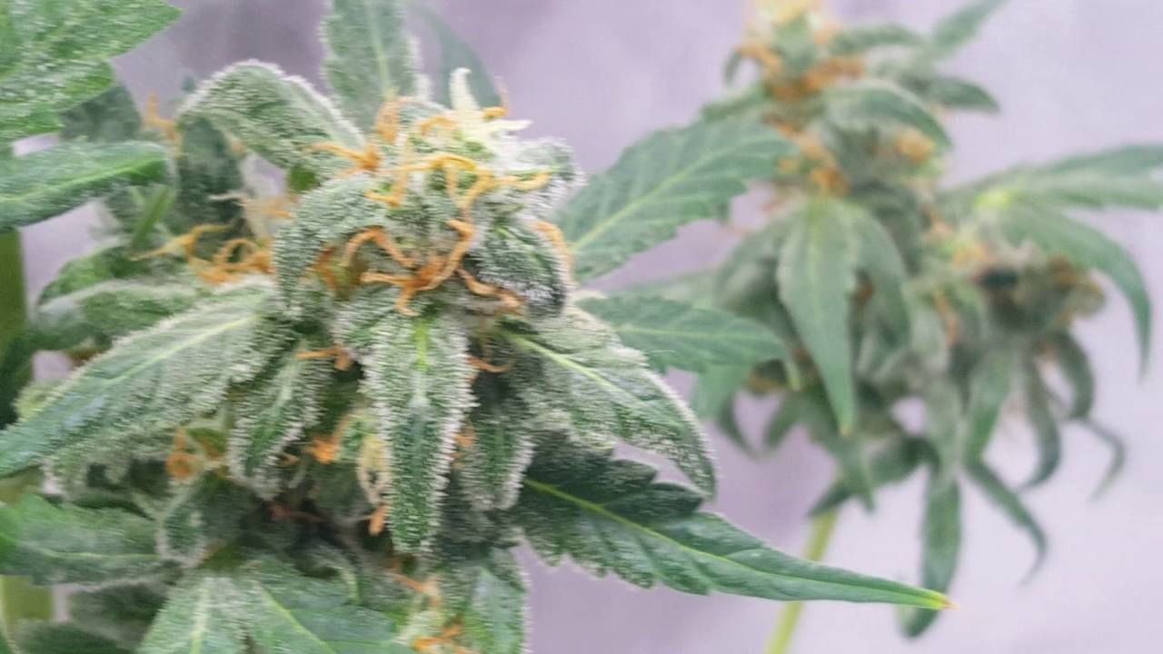 Ep #5 AutoFlower Grow Speed Bud Pre-Harvest (Day 63 from seed)