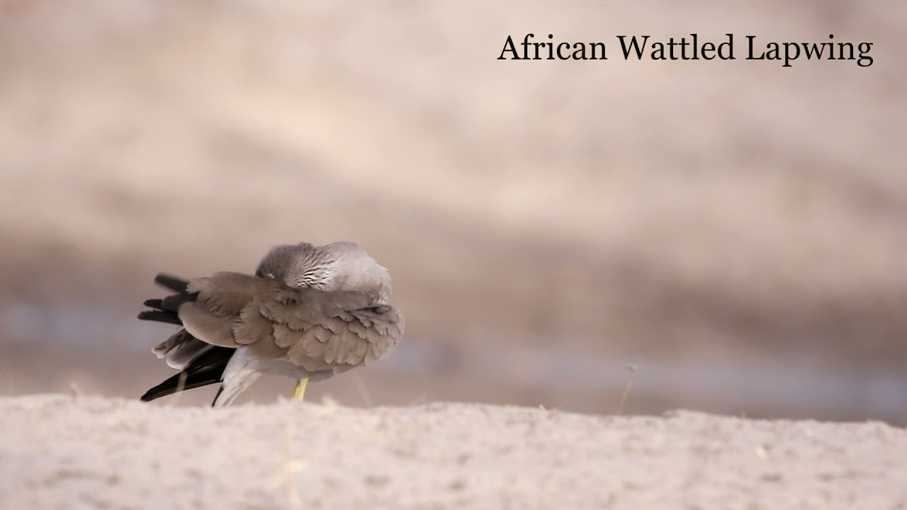 African Wattled Lapwing
