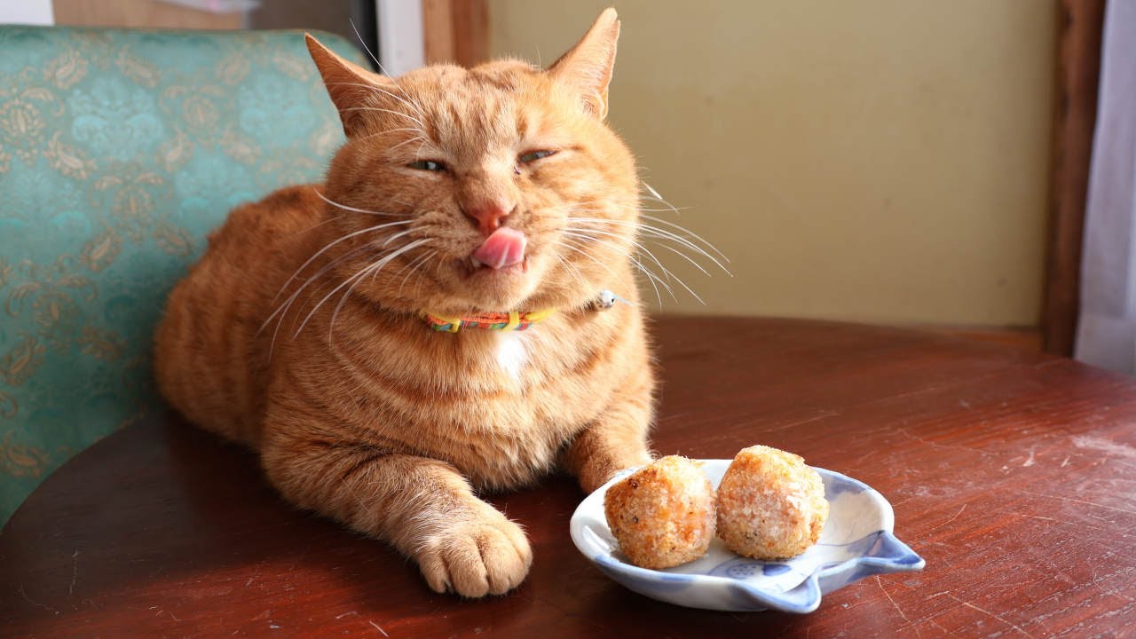 ちゃぶ台の上のおからコロッケ 230310 - YouTube