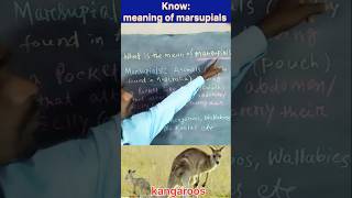 #meaning of #marsupials / #photos of #kangaroos #wallabies and #koala / #shorts