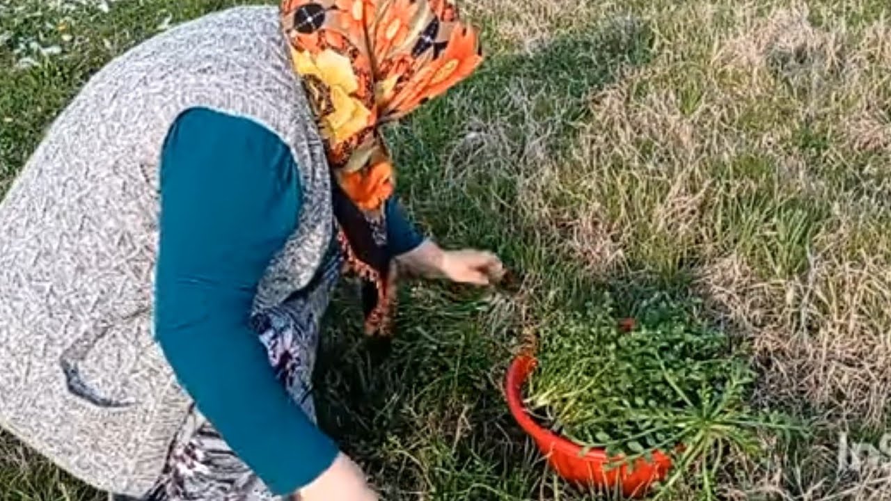 OT TOPLADIM KAZ AYAĞI SÜTLÜ OT AY RESMEN OT CENNETİNE DÜŞTÜM ÇOK MUTLU OLDUM 😁🤭