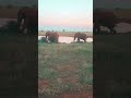 the father elephant shows Love to son